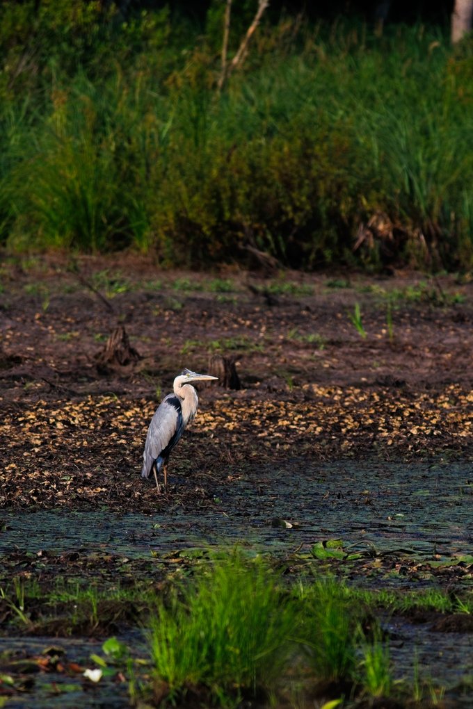 A Great Blue Heron stands tall in a shallow, muddy wetland surrounded by lush green vegetation. The bird has a long S-shaped neck, a sharp pointed beak, and slate-blue plumage with pale gray chest feathers. It is positioned near calm water dotted with lily pads and aquatic plants, with dense grasses and shrubs forming a blurred backdrop along the shoreline.